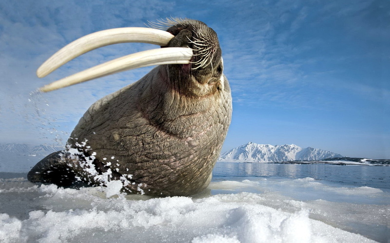 tusks, 720P, teeth, jump, walrus, shoot, gesture, sea