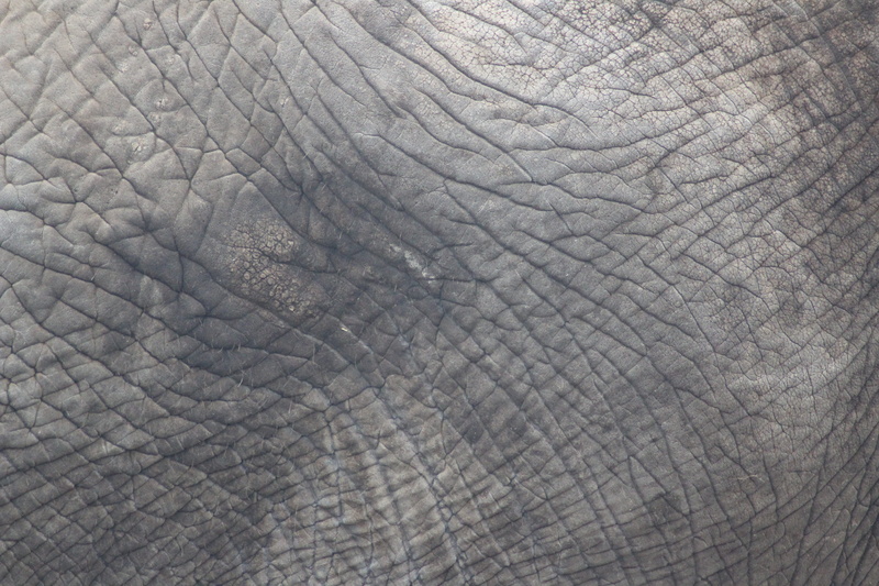 vertebrate, backgrounds, textured, grey, animal skin, close-up, leather, elefantenhaut, gray, african elephant, animals in the wild, 5K, no people, black