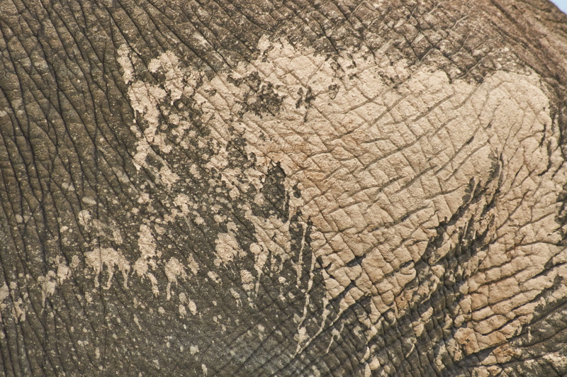 path, hard, rough, tree ring, animal, background, animal wildlife, textured effect, south africa, animal skin, no people, backgrounds, pavement, one animal