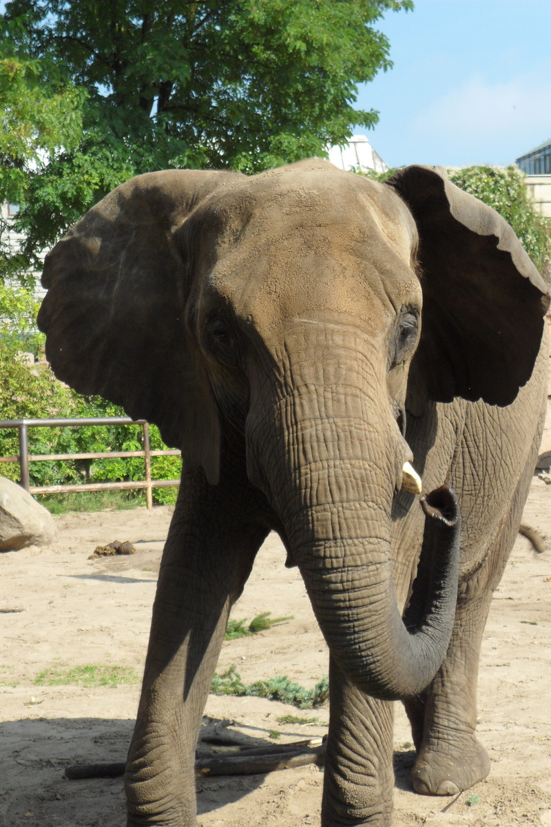 wildtiere, 4K, animals in captivity, animal wildlife, herbivorous, sunlight, mammal, animal body part, one animal, animal, animals in the wild, no people