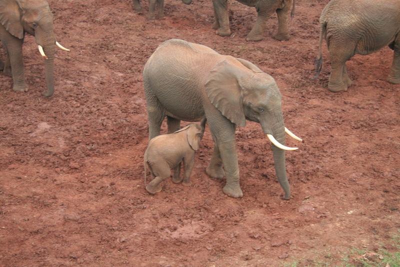 Pachyderm, africa, field, mammal, domestic animals, herbivorous, standing, animal themes, drinking, two animals, kenya, group of animals, Family, african elephant