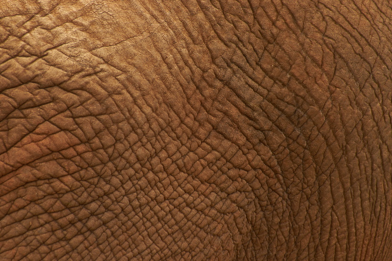 one animal, no people, south africa, animal skin, textured, hardwood, close-up, texture, abstract, backgrounds, african elephant, ground, animal, safari