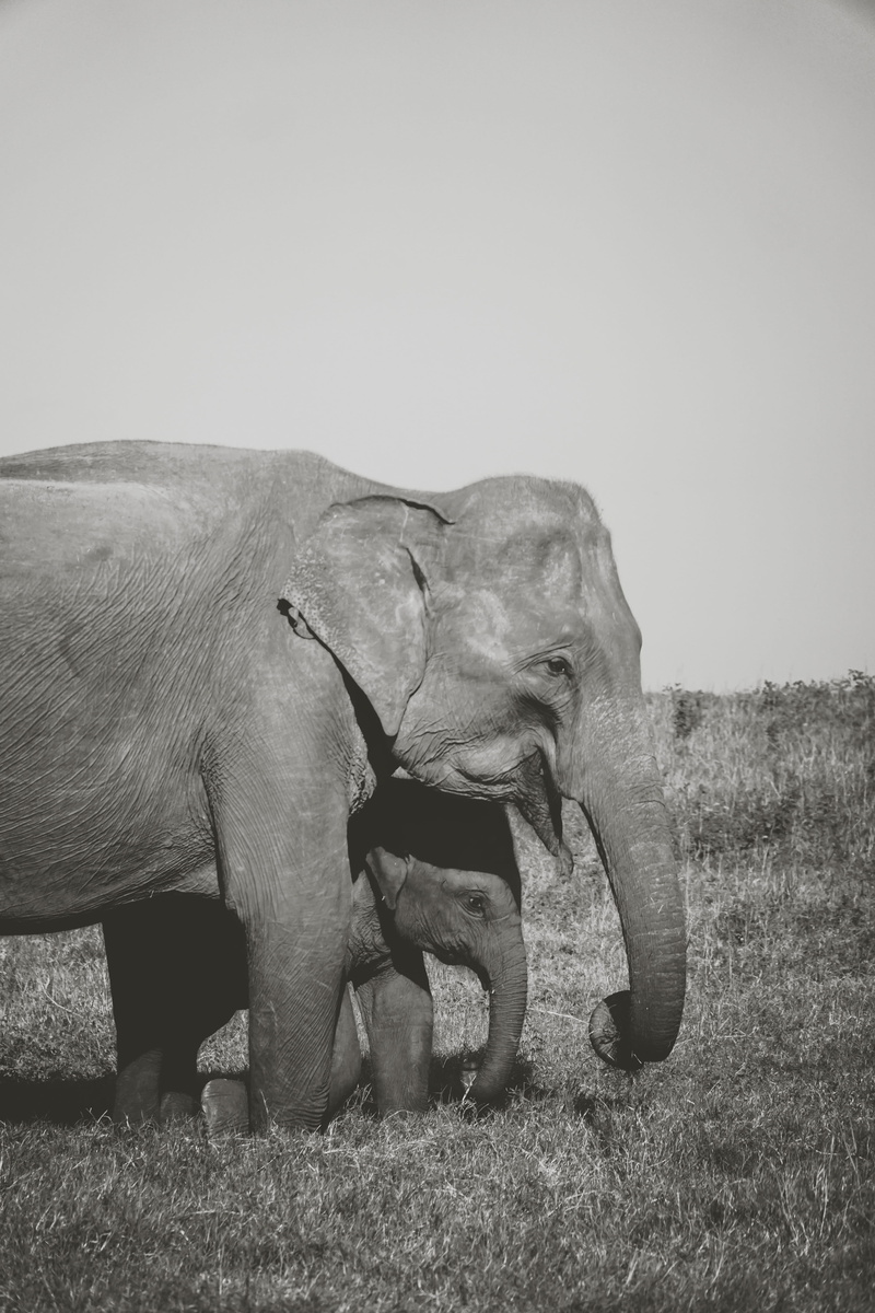 safari, land, domestic animals, herbivorous, elephant, outdoors, animal, day, elefant, sky, plant, animal family, field, animal wildlife, two animals, wild