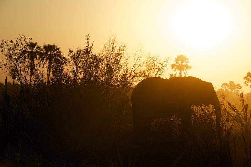 wild, near, golden, one animal, mammal, shadow, animal themes, grasses, animals in the wild, wildlife, elefant, land, nature, landscape, lens flare, sunlight