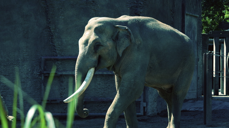 one animal, animal, nature, animals in captivity, allwetterzoo münster, 4K, germany, elephant, big, zoo, tree, strong, wild, outdoors, animal trunk, no people