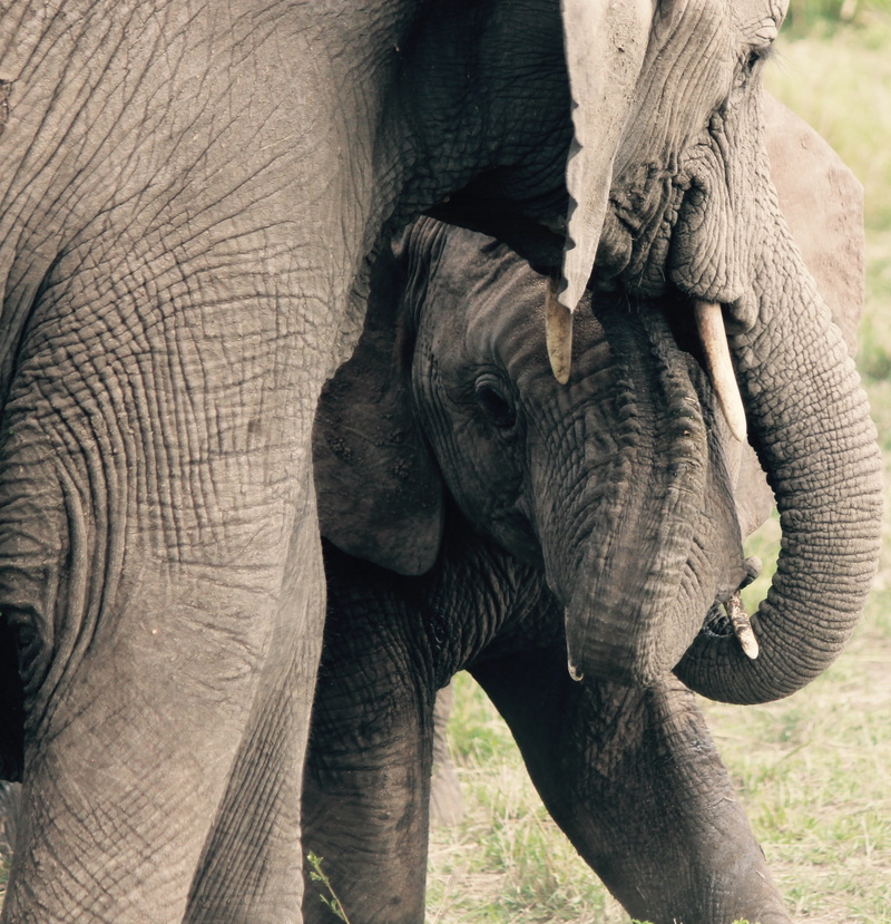 young animal, wildlife, animals, outdoors, safari, day, animal trunk, together, animal, one animal, baby, tusks, photo, herbivorous, animal family, safari animals