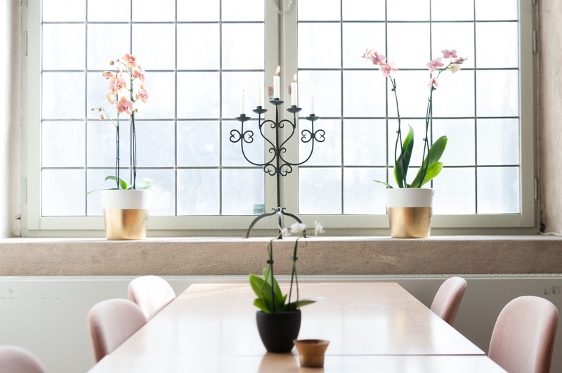 potted plant, home, vase, indoors, nature, table, window, 4K, home interior, front, houseplant, architecture, candles, day, green color, domestic room