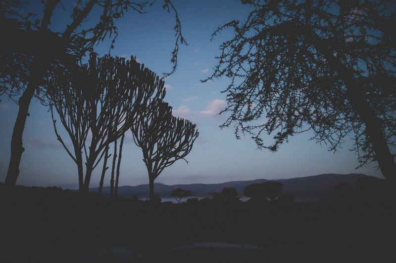 sunset, cloud - sky, tranquil scene, landscape, growth, trees, dusk, exotic, cactus trees, land, no people, euphorbia candelabra, non-urban scene, tree