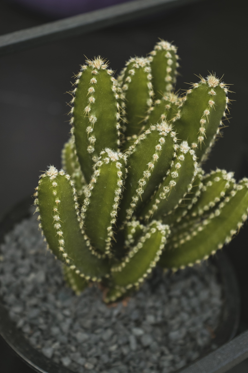 potted plant, leaf, beauty in nature, green color, sharp, succulent, focus on foreground, no people, day, arid climate, plant, outdoors, plant part, growth