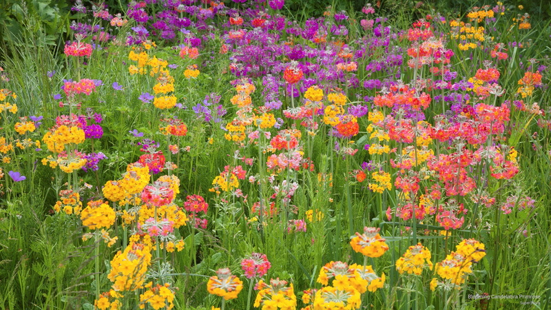 2K, candelabra, blooming, primrose, Flowers/Gardens