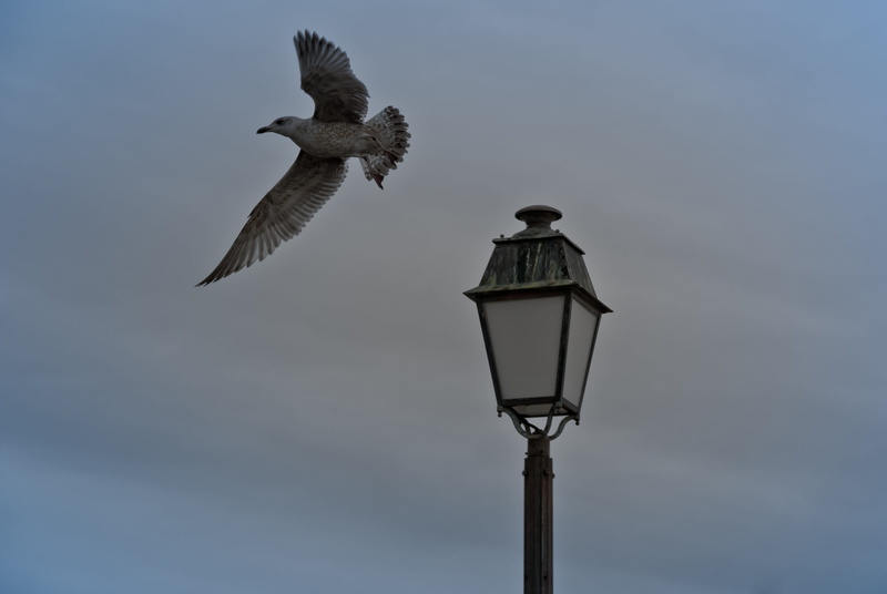 flying, animal, no person, sky, bird, day, animal wildlife, spread wings, sea, one animal, vertebrate, nature, floor lamp, animals in the wild, clear sky