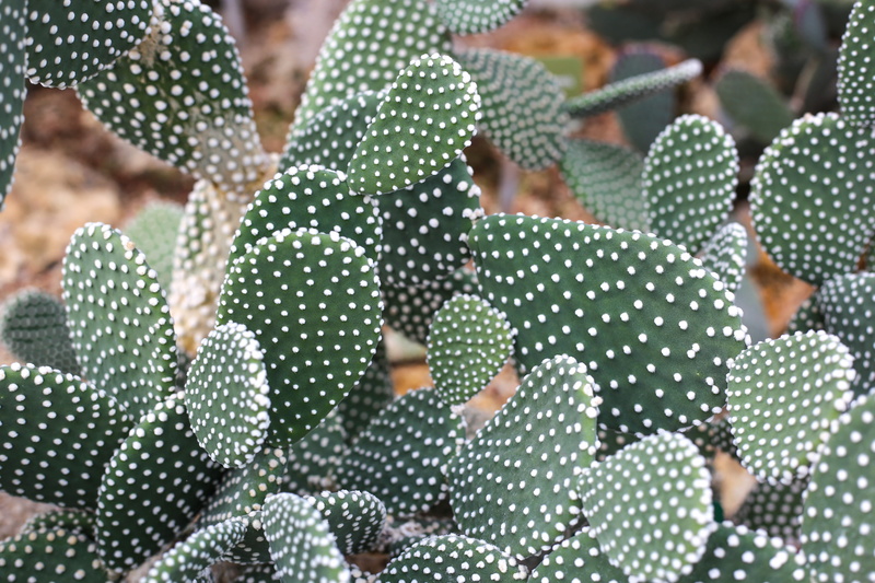 holiday, day, indoors, celebration, 5K, spotted, green color, focus on foreground, pattern, cactus, close-up, illuminated, decoration, green, women, nature