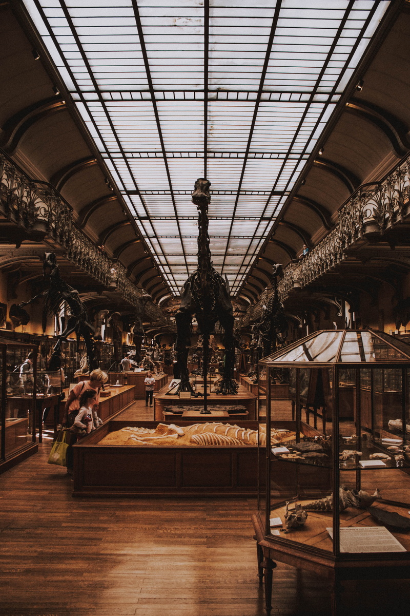 giraffe, museum, retail, lighting equipment, seat, architecture, built structure, 4K, indoors, ceiling, day, arts culture and entertainment, absence, table