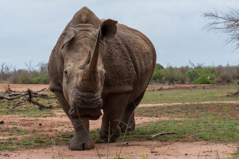 no people, mammal, grass, day, sky, vertebrate, land, rhinoceros, elephant, animal world, pachyderm, horn, africa, animal themes, outdoors, herbivorous