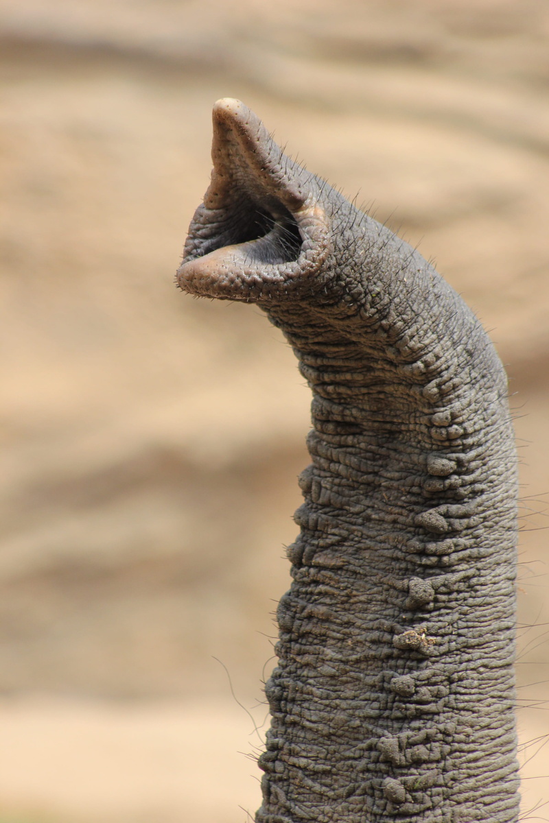 profile view, zoology, animal neck, pachyderm, animal themes, one animal, nature, animal body part, no people, animal head, bird, focus on foreground, safari