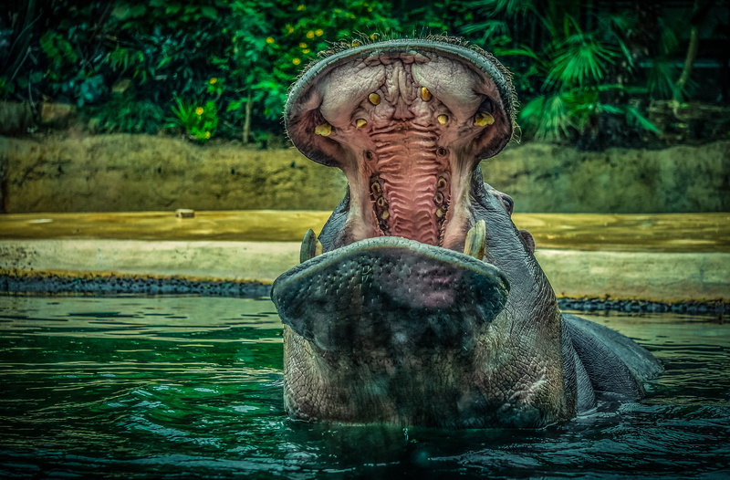 waterfront, large, outdoors, pachyderm, animal themes, water, animal wildlife, hippopotamus, tooth, hard, skin, herbivorous, mouth, portrait, animal world