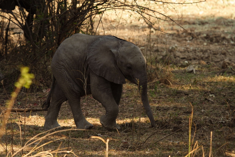 wildlife, nature, plant, baby, animals in the wild, animal themes, animal trunk, animal wildlife, herbivorous, walking, outdoors, 2K, domestic animals