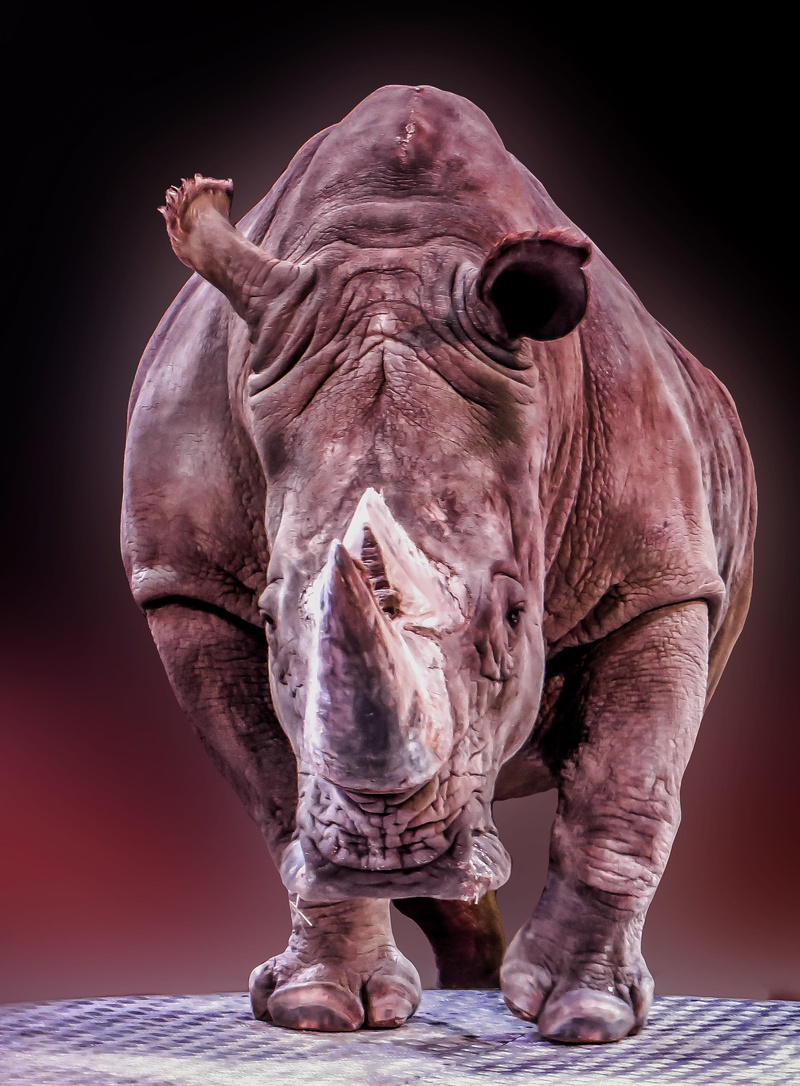 brown, 2K, africa, one animal, animal wildlife, no people, elephant, indoors, art and craft, rhinoceros, front view, studio shot, animal body part, mammal