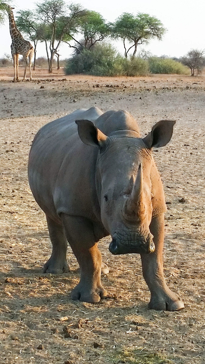national park, pets, dry, 1080P, domestic animals, day, animal head, plant, tree, full length, nature, no people, mammal, field, herbivorous, domestic