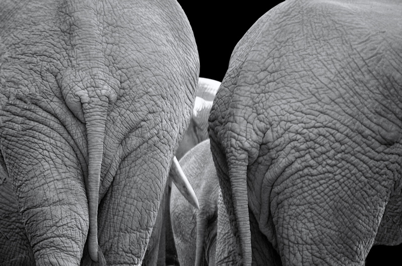 animals, 4K, south africa, ivory, animal trunk, animal themes, wild, animal, pachyderm, huge, herbivorous, day, fauna, tail, safari, african elephant