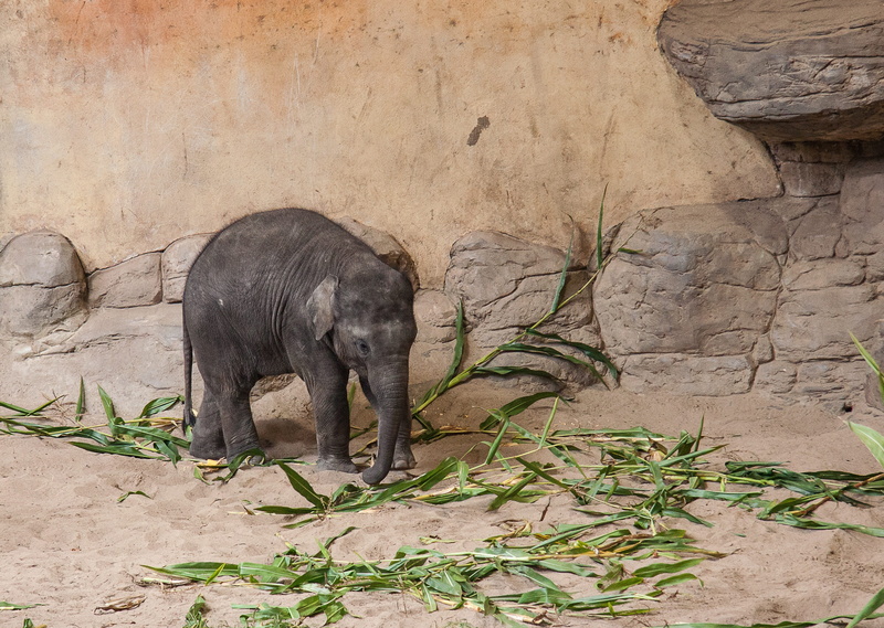field, animals in the wild, plant, one animal, zoo, elephant, wilderness, tree, nature, young elephant, day, vertebrate, african elephant, outdoors, wall - building feature