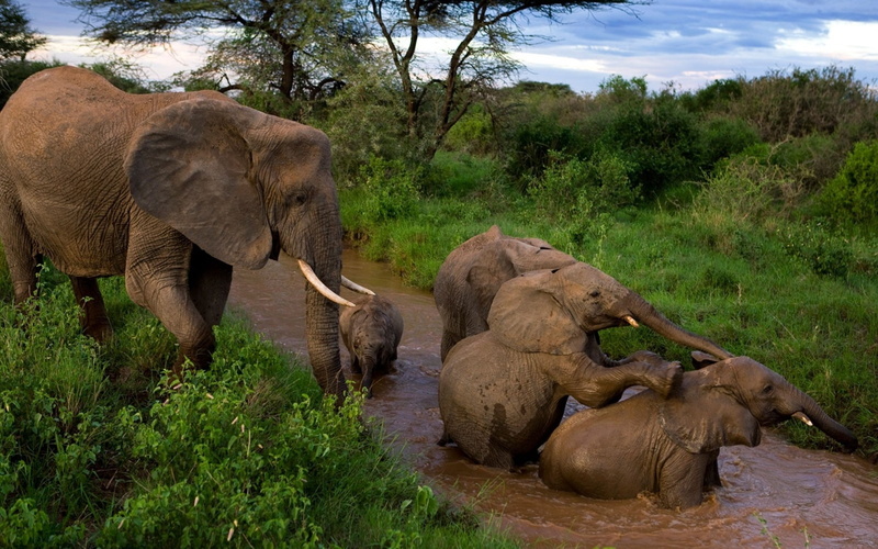 mammal, tusk, animal wildlife, savannah, brown, endangered Species, no People, animal Trunk, plant, africa, day, elephant, safari Animals, herbivorous
