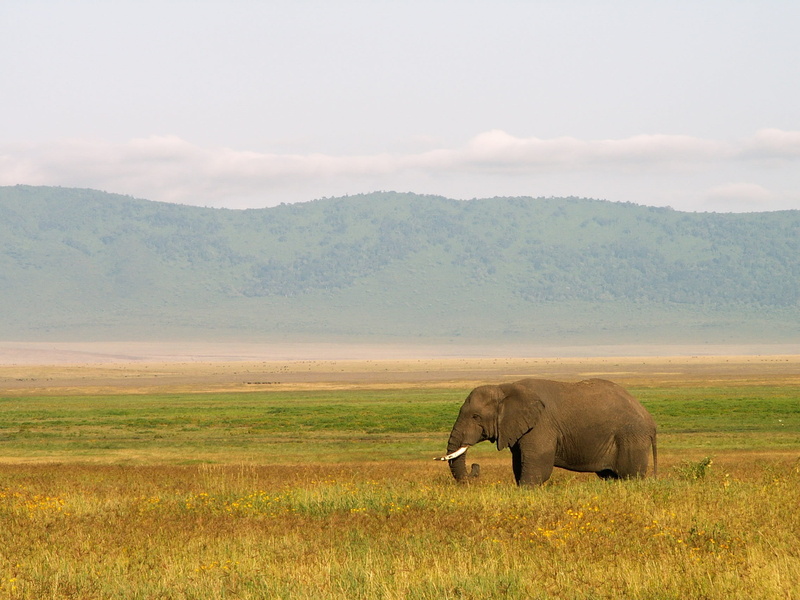 grass, proboscis, field, one animal, elephant, animal trunk, african elephant, side view, africa, mammal, landscape, plant, no people, animal, environment