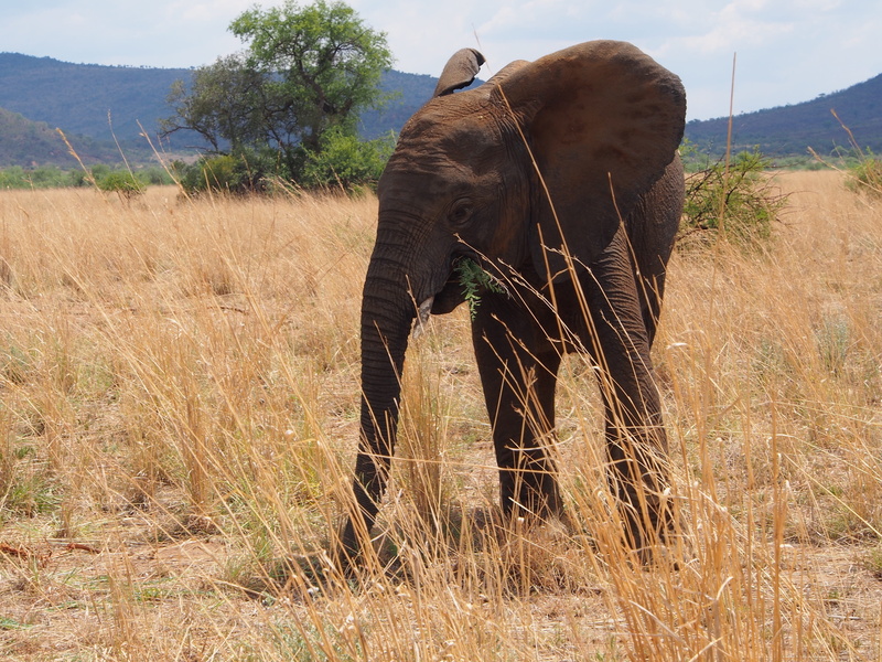 South Africa, one animal, no people, safari Animals, wildlife Reserve, tree, Elephant, wild animals, wilderness Area, animal, nature, animal wildlife, land