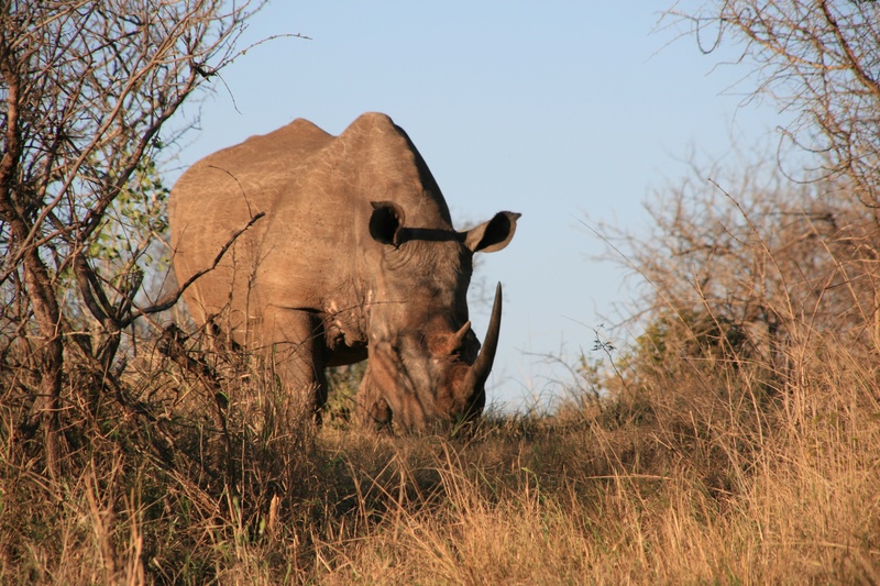 rhino, land, domestic animals, plant, tree, pachyderm, outdoors, sky, day, field, herbivorous, safari, animal, africa, one animal, animal themes, rhinoceros