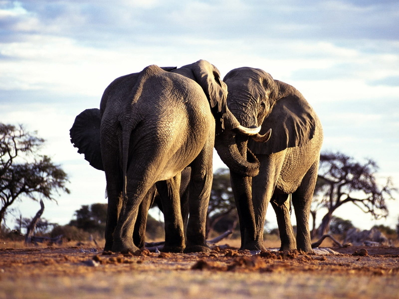 group of animals, wilderness Area, wildlife Reserve, day, gray, african Elephant, tusk, pachyderm, animal Trunk, no people, animals In The Wild, family