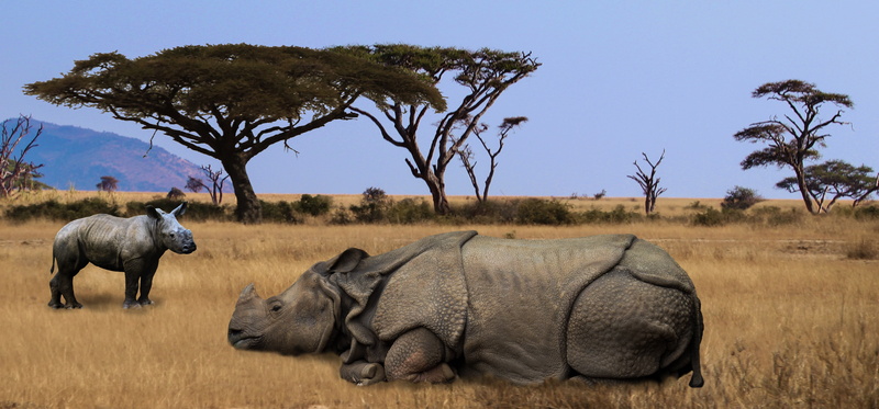 safari park, outdoors, pachyderm, animals in the wild, rhinoceros, no people, travel destinations, group of animals, side view, safari, tree, full length