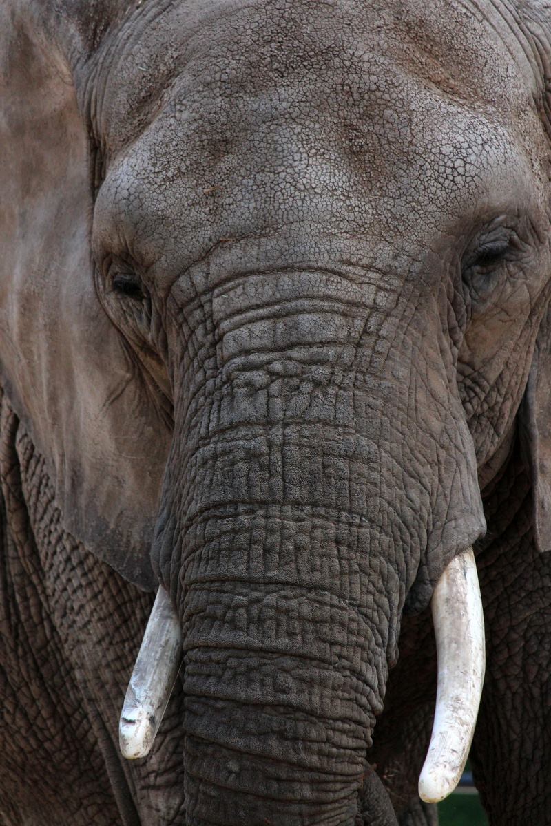 animal themes, tusk, animal, one animal, close-up, animal trunk, herbivorous, animal body part, safari, animal wildlife, vertebrate, no people, portrait