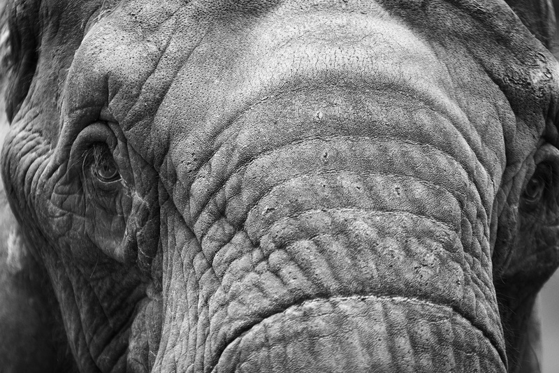 close-up, elephant, animal themes, animal skin, wrinkled, animal wildlife, african elephant, animal body part, herbivorous, animal eye, animal head, day