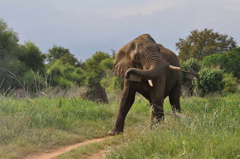 nature, tusks, brown, pachyderm, animal trunk, trunk, land, wildlife, animal themes, vertebrate, grass, animal wildlife, field, herbivorous, grasses, animals in the wild