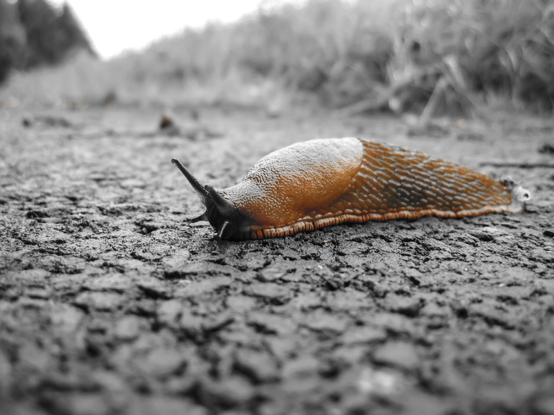 animal wildlife, spanish fact, mucus, slowly, animal themes, meadow, mollusk, animals in the wild, brown, gastropod, day, reptile, no people, nature, 4K