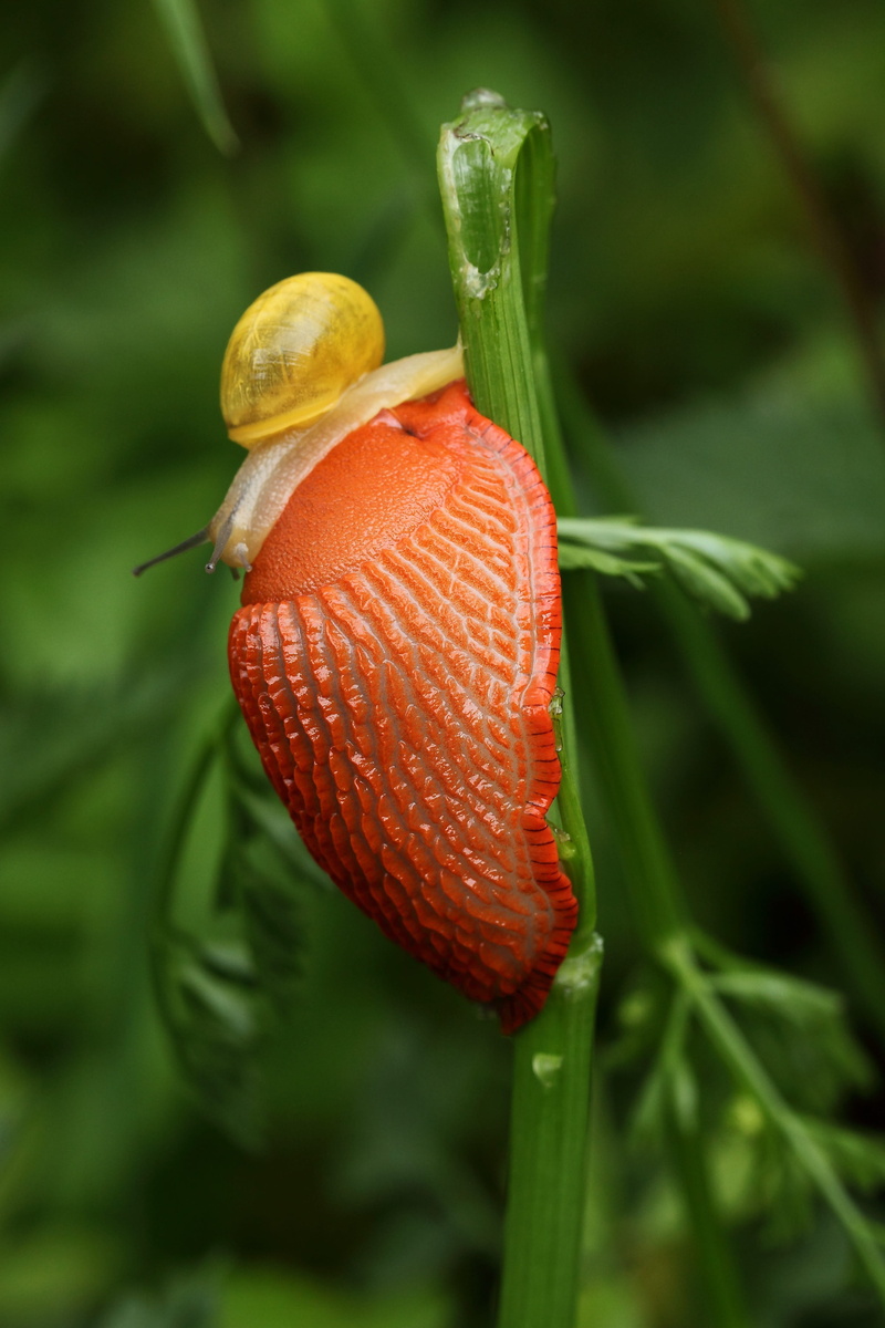 freshness, beauty in nature, snail, green color, outdoors, vegetable, gastropod, growth, red, invertebrate, 4K, day, close-up, nature, orange color, plant