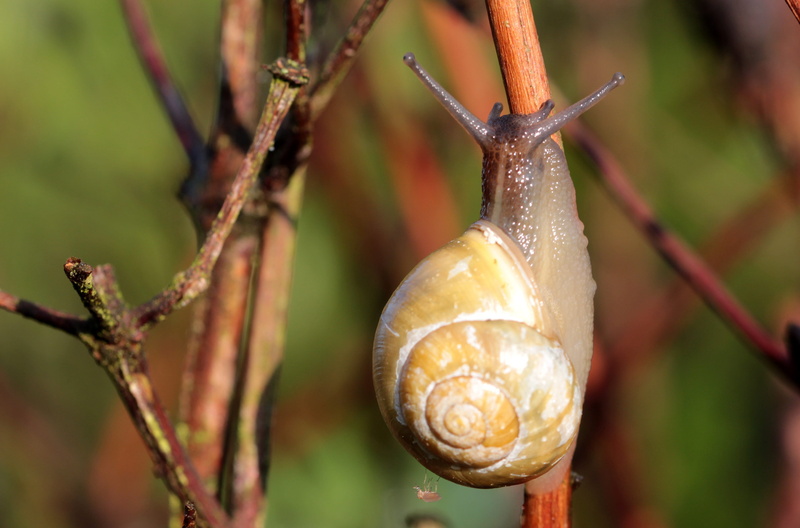 branch, 4K, outstretched, mollusk, shell, close-up, slowly, animal themes, animal wildlife, climbing, invertebrate, wirbellos, bearing housing, no people