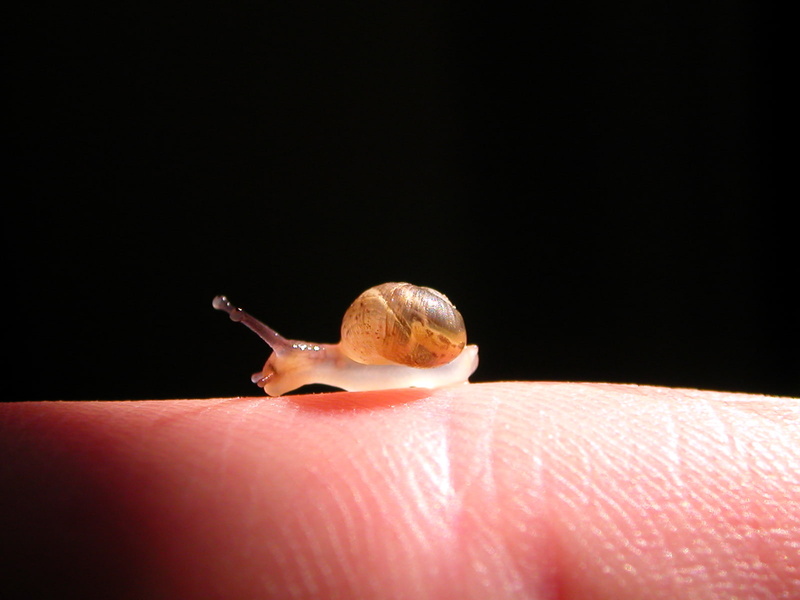 animal wildlife, human finger, one animal, indoors, body part, copy space, finger, snails, studio shot, hand, human hand, nature, Molluscs, baby, animal shell