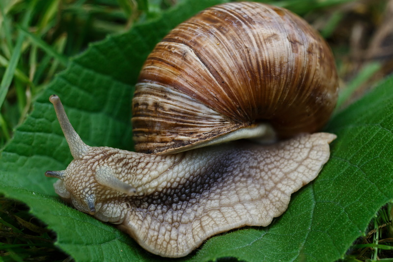 crawling, speed, close-up, invertebrate, garden Snail, snail, wildlife, slug, plant, leaf, animals And Pets, no people, animals in the wild, land, slow