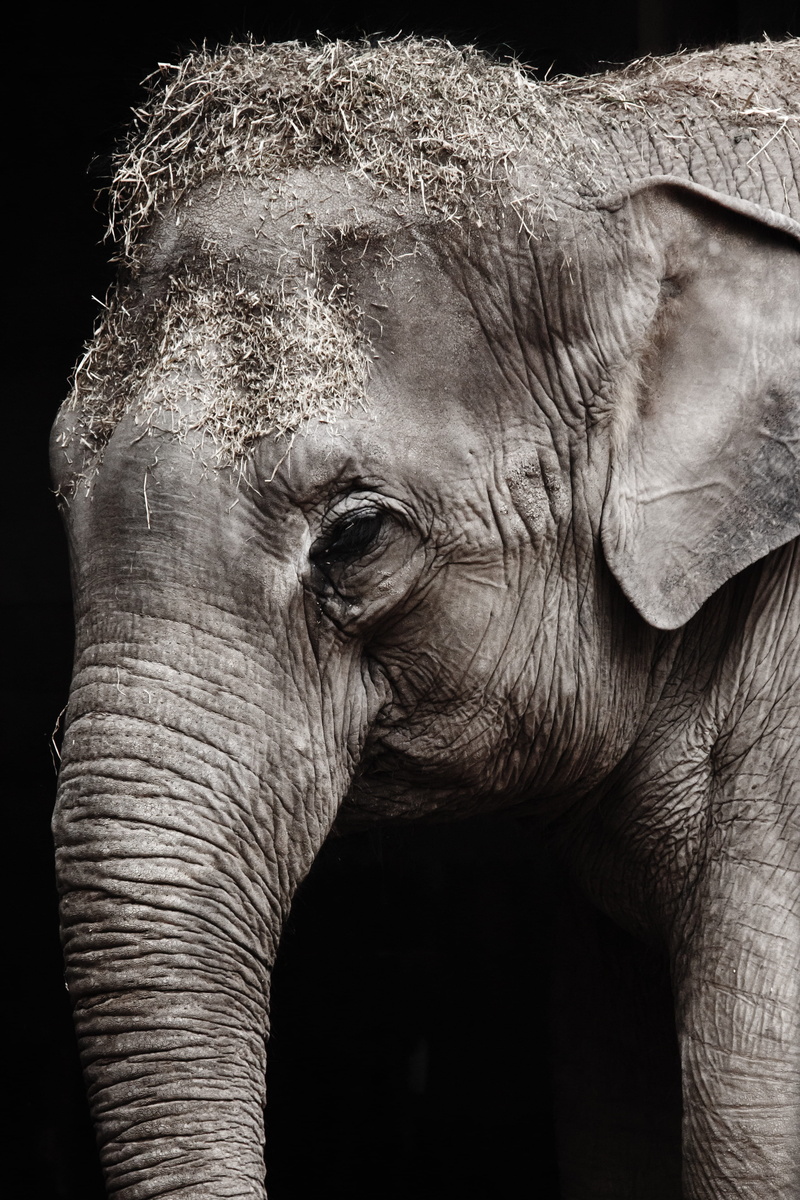 elephant, animal trunk, texture, portrait, asian elephant, face, one animal, old, animal skin, close-up, no people, safari, big, vertebrate, head, animals in the wild