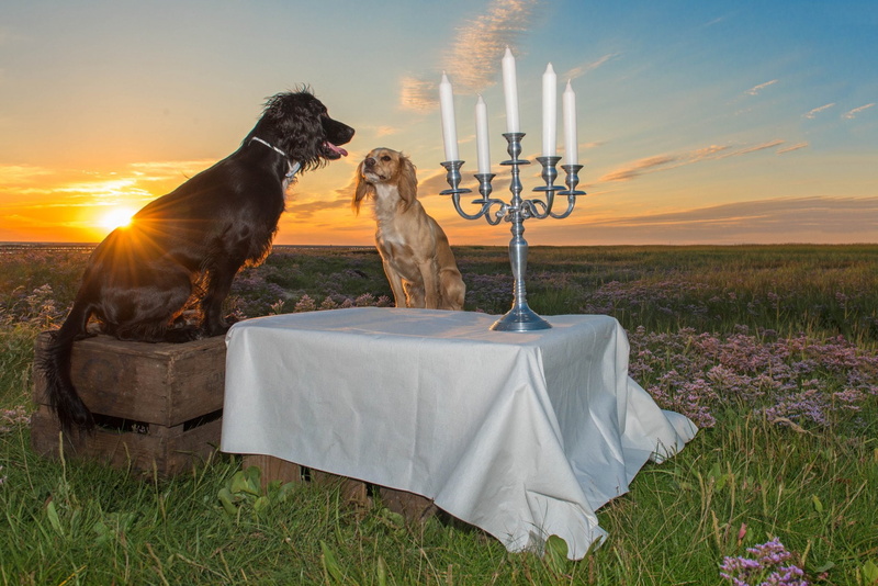 Candelabra, 1080P, Dog, Candle, Pet, Dogs