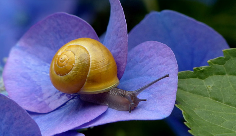 mollusk, boredom, housing, animal, outdoors, animals in the wild, close-up, invertebrate, snail, reptile, leaf, shell, animal wildlife, plant, animal themes