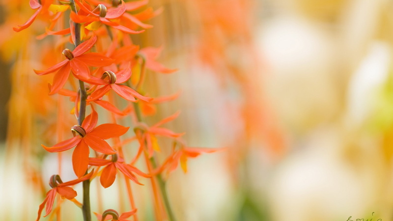 macro, autumn, selective focus, red, outdoors, natural condition, focus on foreground, change, growth, plant, nature, beauty in nature, fragility, vulnerability