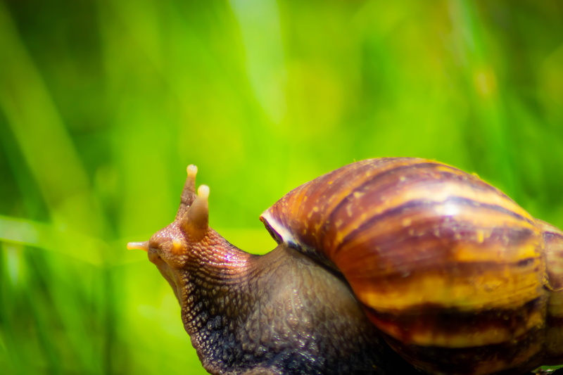 animal, white, striped, animal body part, selective focus, edible, one animal, pomatia, crawling, background, day, animals in the wild, shell, plant, nature
