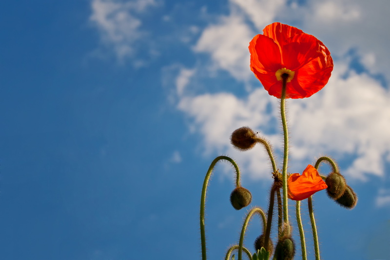 photography, beauty in nature, fragility, sun, light, outdoors, freshness, light on, blossomed, nature, mohngewaechs, sky, mood, garden, selective, petaled