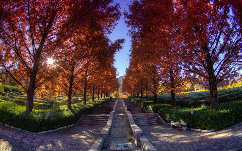 2K, Red, Leaves, Trees, Park, Japan, Stairs