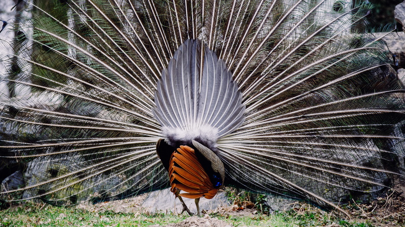 animal behavior, male animal, 5K, flying, wildpark alte fasanerie, animal themes, peacocks, feathers, one animal, outdoors, fanned out, day, no people