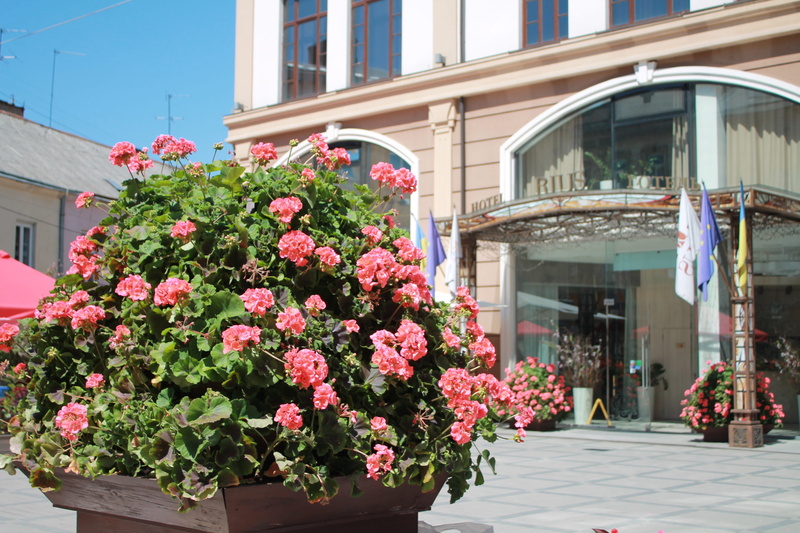 city, flowers, travel, outdoors, flower, window box, freshness, lviv, flower head, residential district, potted plant, gothel rius, building, ukraine, building exterior