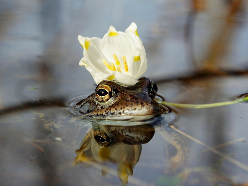 frog, crown, water, s, 1080P, princess, Frog Princess, flower