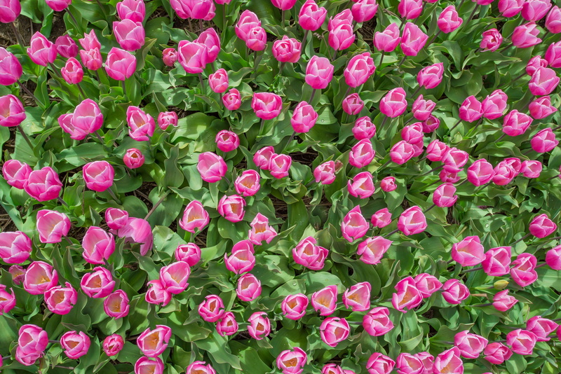 green color, fragility, no people, industry, flower head, export, pink color, nature, vulnerability, holland, growth, flower, pink, petal, dutch, photo